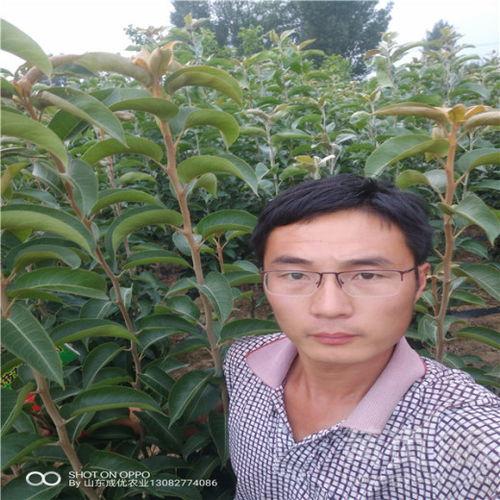 李子大全图片,色彩斑斓的果实画卷