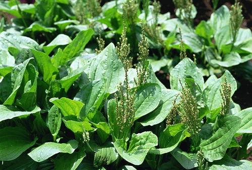 鹧鸪菜图片,自然界的绿色珍馐