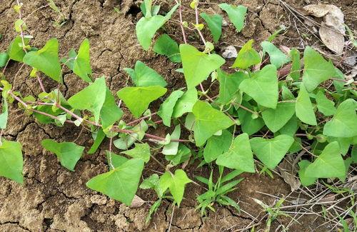 农村各种草药大全图片,千种草药图片详解