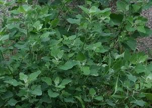 农村各种草药大全图片,千种草药图片详解