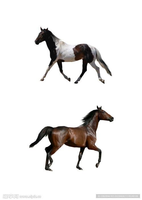 汉代马图片大全,图鉴中的历史画卷