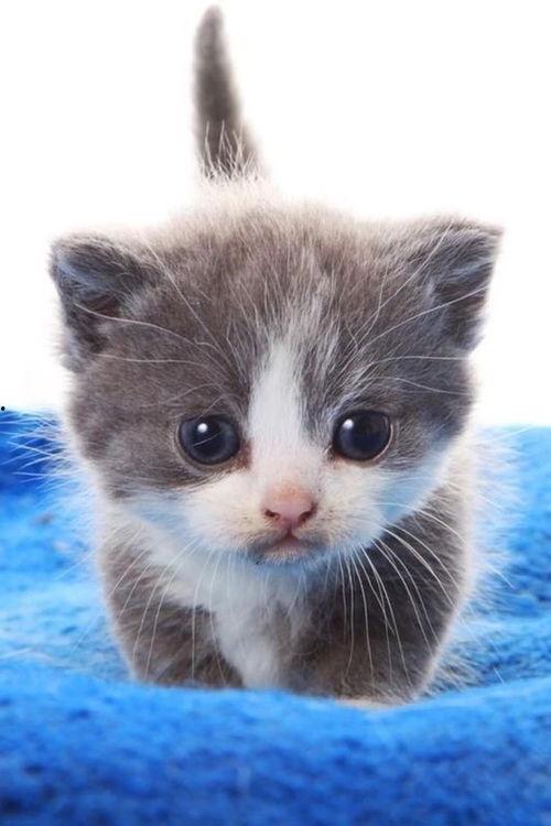 图片大全可爱动物,图片大全中的可爱动物集锦