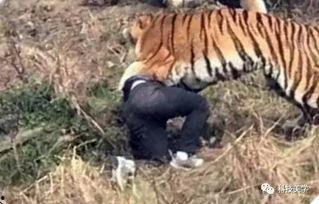 动物园老虎伤人视频,动物园老虎伤人事件全程回顾