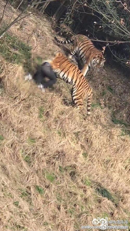 动物园老虎伤人视频,动物园老虎伤人事件全程回顾