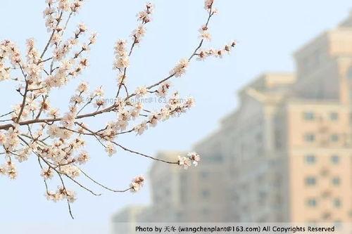 山桃图片,自然之美中的红色精灵