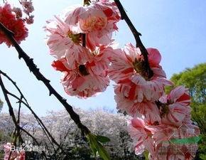 山桃图片,自然之美中的红色精灵