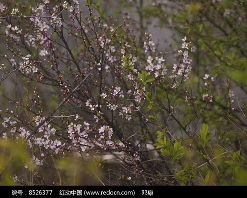 山桃图片,自然之美中的红色精灵