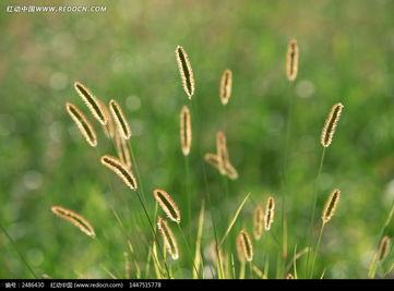 狗尾草图片,田野间的自然画卷