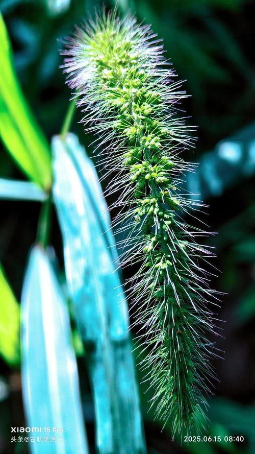 狗尾草图片,田野间的自然画卷