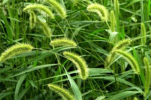 狗尾草图片,田野间的自然画卷