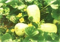 青州银瓜今日价格,价格行情一览”