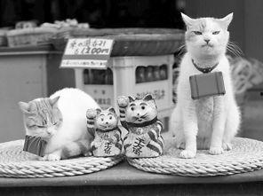 日本人 爱猫,猫的王国，猫咪文化的魅力与传承