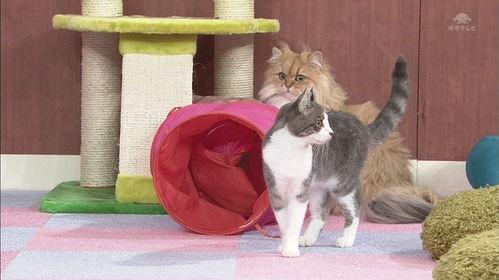 日本人 爱猫,猫的王国，猫咪文化的魅力与传承