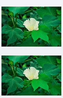 棉花的图片,探寻棉花产业的魅力与价值