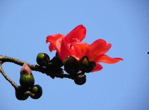 棉花的图片,探寻棉花产业的魅力与价值