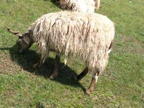 羊图片大全,羊图片大全中的温馨瞬间