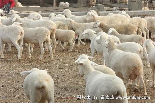 羊图片大全,羊图片大全中的温馨瞬间