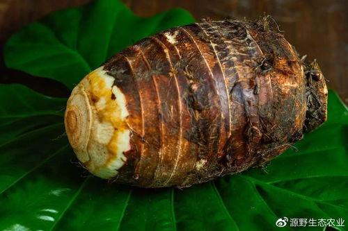 荔浦芋头图片,广西特色美食，口感细腻，营养丰富