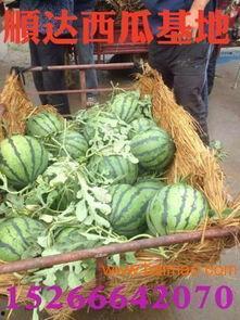 青岛鼎信麒麟瓜今日价格,价格行情一览”