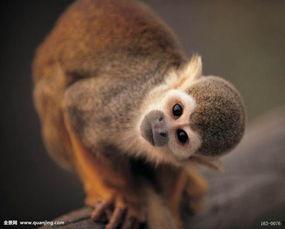 英语动物视频,Captivating Creatures: A Glimpse into the World of English Animal Videos