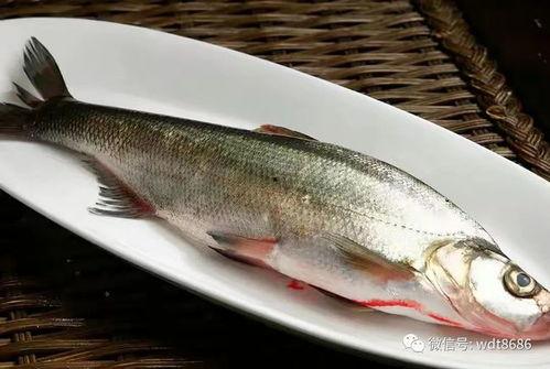 黄皮鱼图片,海洋中的黄金美食