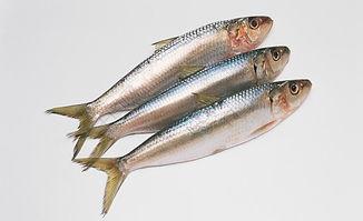 黄皮鱼图片,海洋中的黄金美食