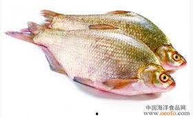 黄皮鱼图片,海洋中的黄金美食