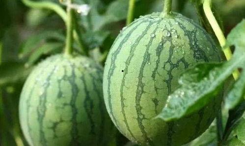 黑手 国语 西瓜,西瓜之下的暗流涌动