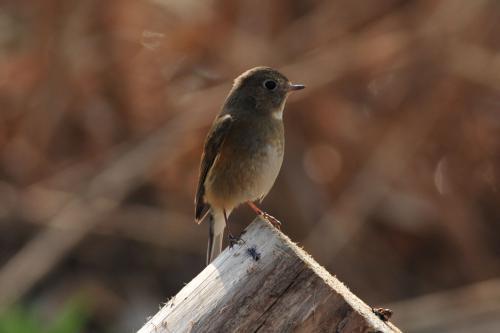 鸟的名字大全和图片,揭秘鸟类世界中的奇珍异宝