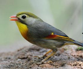 鸟的名字大全和图片,揭秘鸟类世界中的奇珍异宝