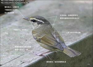 鸟的名字大全和图片,揭秘鸟类世界中的奇珍异宝