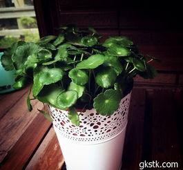 铜钱草开花图片,自然之美与生命力的赞歌