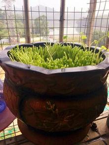 铜钱草开花图片,自然之美与生命力的赞歌