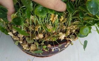 铜钱草开花图片,自然之美与生命力的赞歌