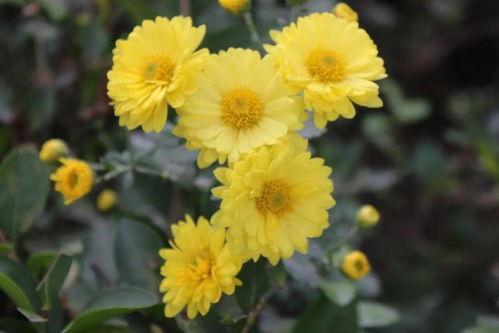 秋菊图片,金黄岁月里的诗意画卷