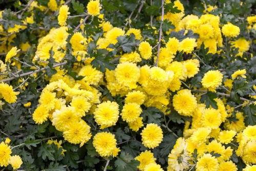 秋菊图片,金黄岁月里的诗意画卷