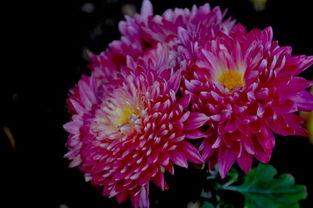 秋菊图片,金黄岁月里的诗意画卷