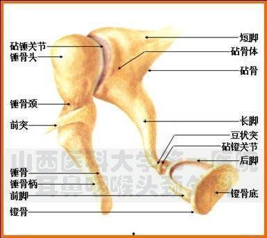 听小骨图片,人体听觉系统的微小奇迹