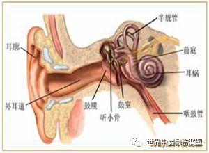 听小骨图片,人体听觉系统的微小奇迹