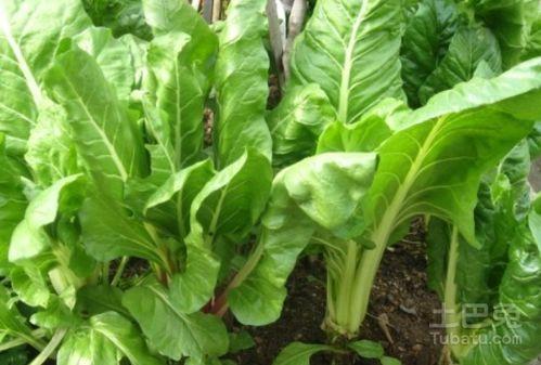 君达菜图片,色香味俱全的美食佳肴