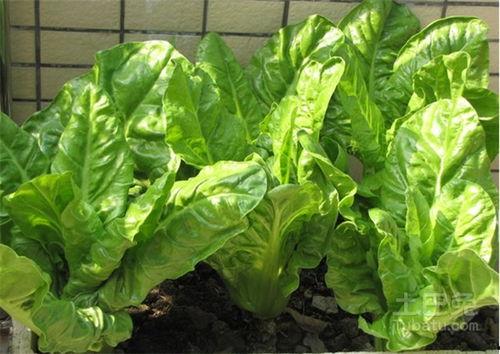 君达菜图片,色香味俱全的美食佳肴