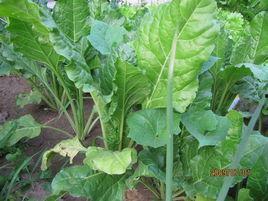 君达菜图片,色香味俱全的美食佳肴