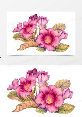 花草图片大全唯美,花草图片大全唯美赏析