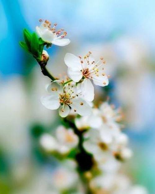 花草图片大全唯美,花草图片大全唯美赏析