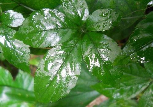 七叶草图片,神秘七叶，寓意吉祥的植物传奇