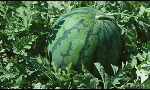 今日的瓜有什么,揭秘娱乐圈最新瓜料，真相大白！