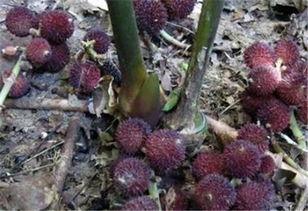 阳春砂仁图片,香气四溢的珍贵药材