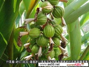 阳春砂仁图片,香气四溢的珍贵药材