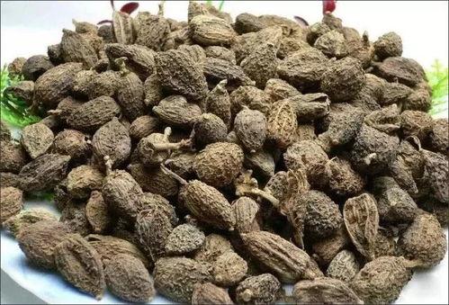 阳春砂仁图片,香气四溢的珍贵药材