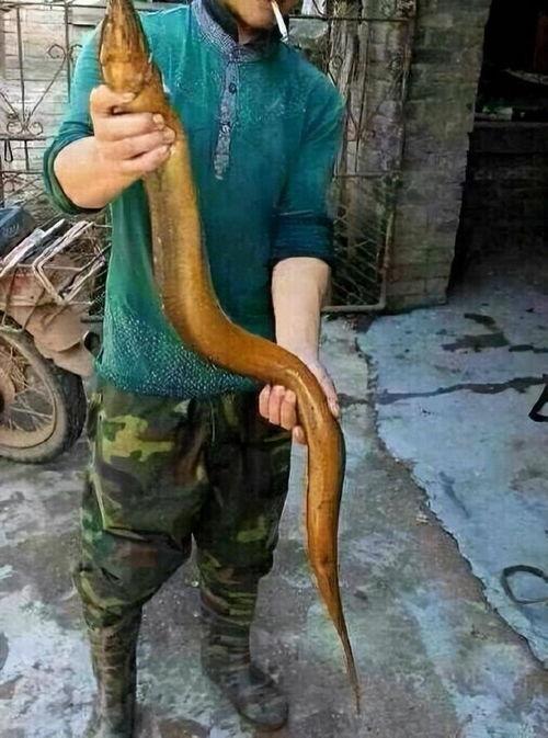 日本黄鳝视频ed2k,ed2k链接背后的真相与争议